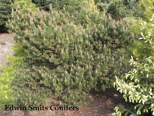 Pinus contorta 'Spaan's Dwarf'